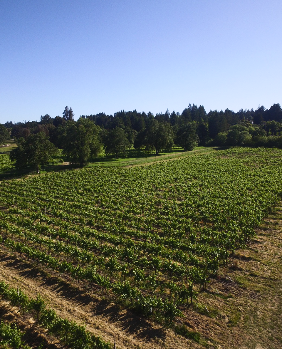 Hailey's vineyard